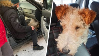 Фото - Омич спас собаку, которая три дня находилась в запертой машине