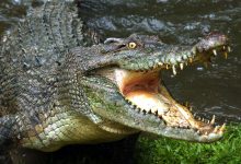 Фото - В Австралии автодом застрял в кишащей крокодилами реке